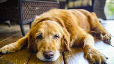 10 Telling Signs That Your Dog Is In Pain!