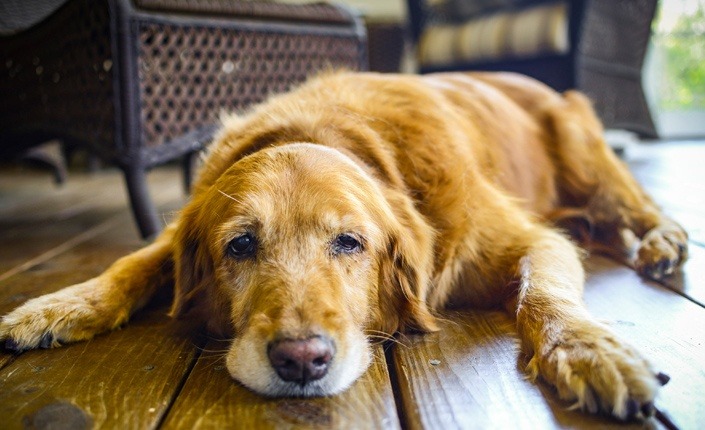 10 Telling Signs That Your Dog Is In Pain!