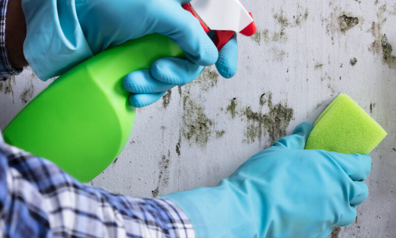 4 Ways To Get Rid Of Mold Without Needing A Professional