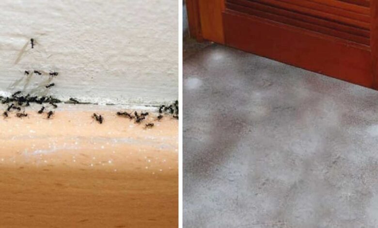 How To Get Rid Of Ants, Fleas, And Other Pests