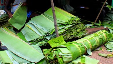 Peruvians Dispatch Banana Leaf Plates To Decrease Natural Plastic Contamination