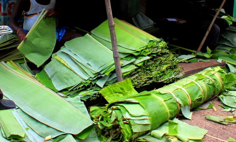 Peruvians Dispatch Banana Leaf Plates To Decrease Natural Plastic Contamination