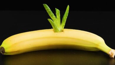 This Is Why You Should Put An Aloe Vera Plant In A Banana