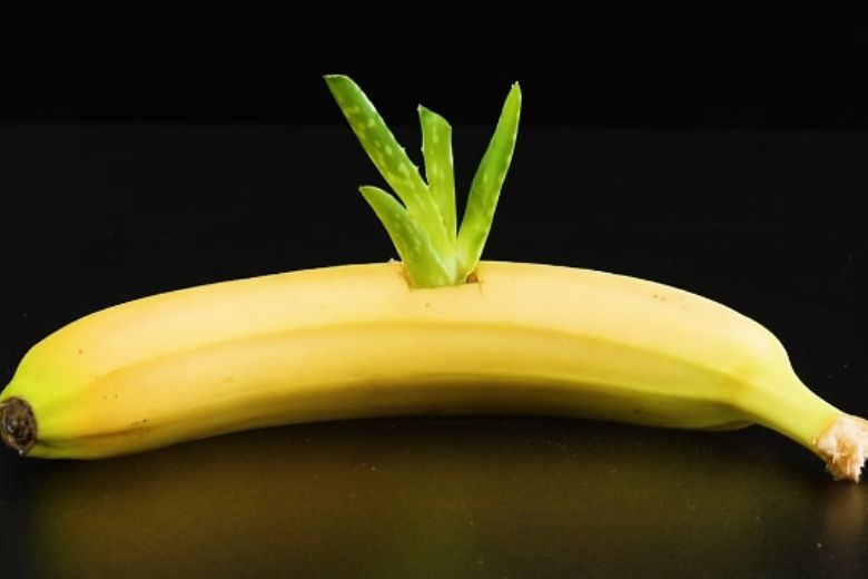 This Is Why You Should Put An Aloe Vera Plant In A Banana