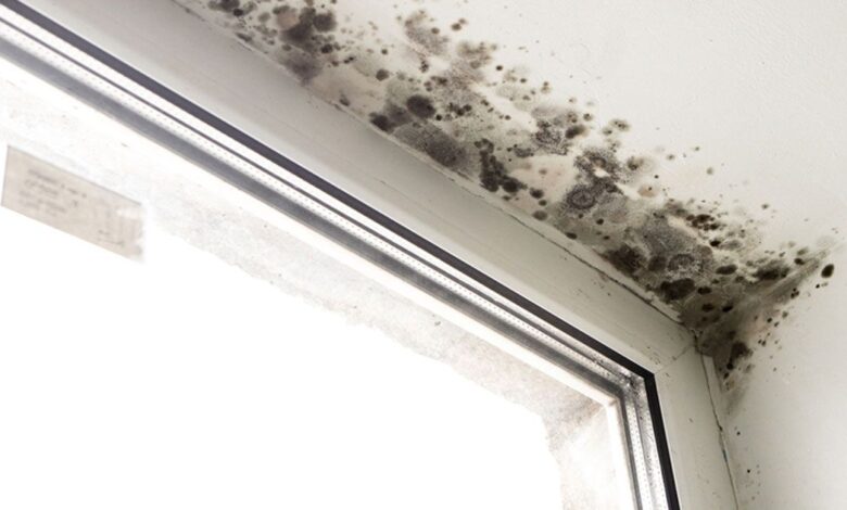 7 Effective Ways to Remove Mold Naturally
