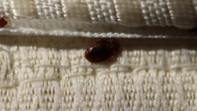 Solved! What Attracts Bed Bugs?