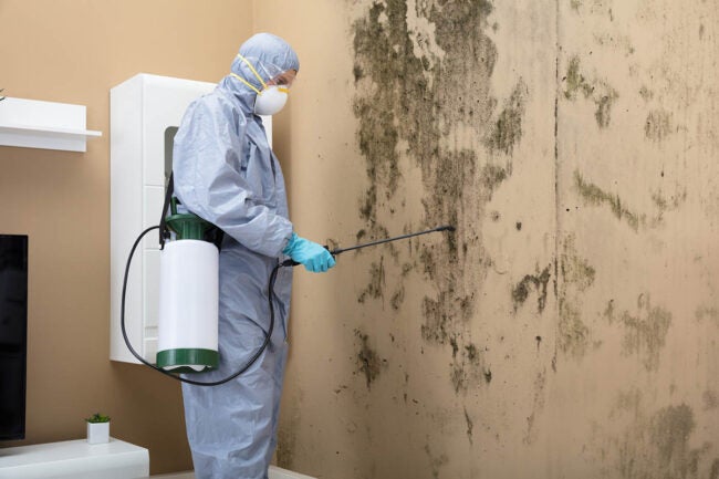 Solved! Who Do You Call for Mold Inspection?